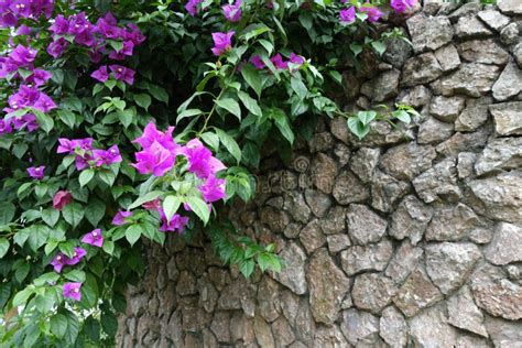 Red And Pink Flowers In A Stone Wall Window Stock Photo Image Of