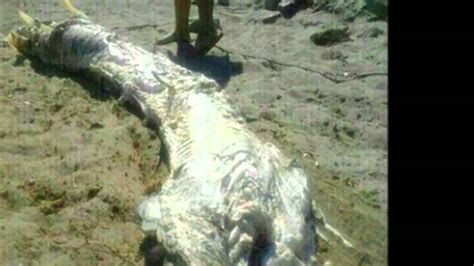 Strange Horned Sea Monster Washes Ashore In Spain Youtube