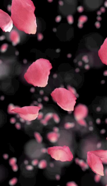 калейдоскоп Rose petals falling Green background video Green screen video backgrounds