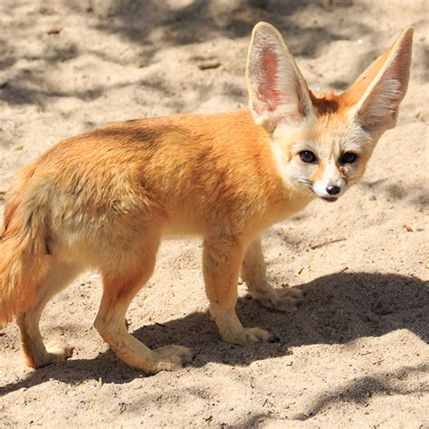 Fennec Fox Facts Size Lifespan Habitat Pictures