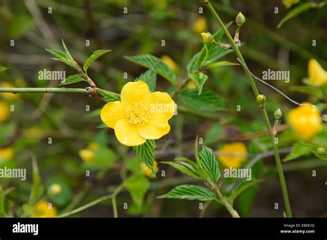 Yellow Flower With Five Petals Vlrengbr