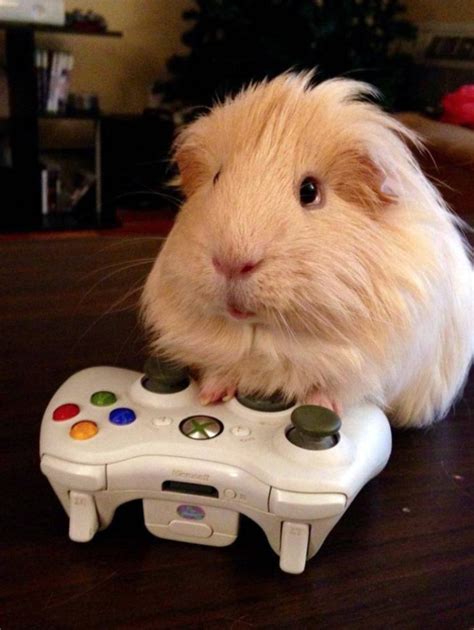 Psbattle Hamster Playing Xbox Photoshopbattles