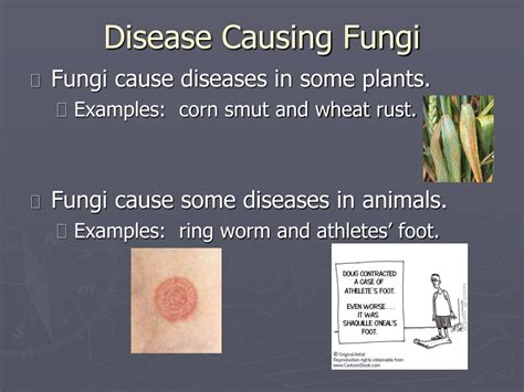 Ppt What Are Fungi Powerpoint Presentation Free Download Id9668031