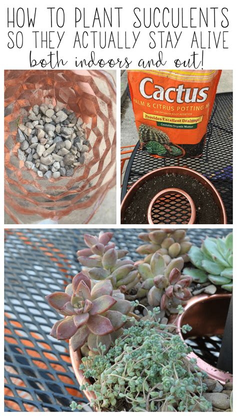 The Best Way To Plant Succulents So They Survive For A Long Time Refresh Living