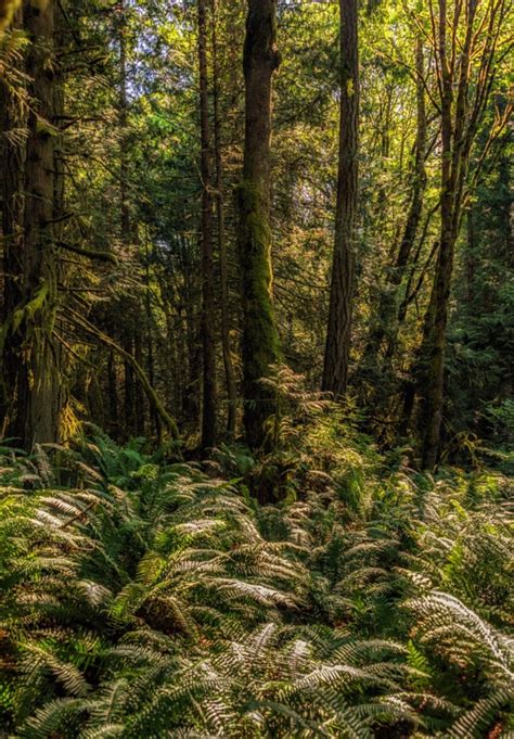 Rainforest Glow Photo By Pismopup Photography Source