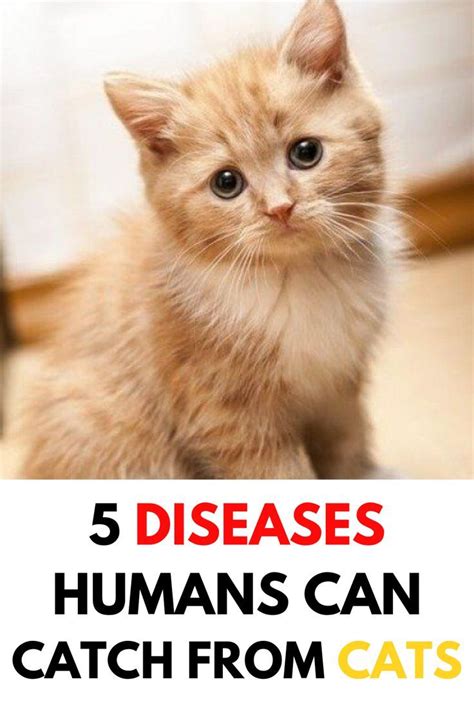 5 Diseases Humans Can Catch From Cats Cats Cat Diseases Cat Illnesses