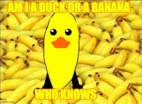 Duck Banana Imgflip