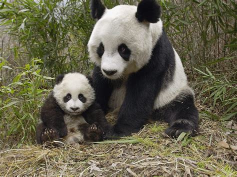 Cute Panda Bears Animals Photo 34915012 Fanpop