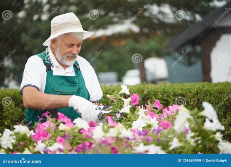 Senior Gardener Cutting Flowers In Garden Stock Image Image Of