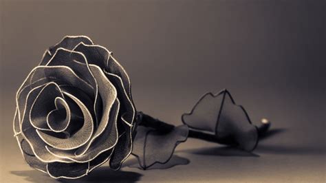 Free Download Black Rose 4k Wallpaper Picture Image 1600x900 For