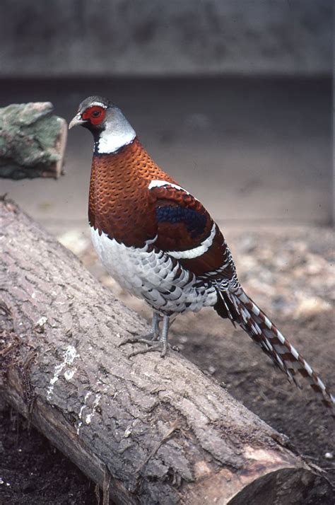 Pin On Birds Of The World Pheasants Partridges And Francolins