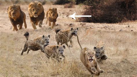 Power Of Male Lions Male Lion Rescue Lioness From Hyenas Attack