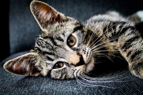 The Top 10 Most Affectionate Cat Breeds