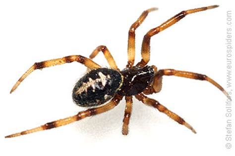 For the most part, you can't tell a spider bit you just from your symptoms. Steatoda paykulliana photos and info