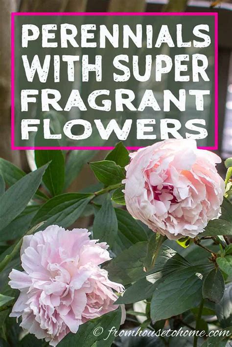 10 Beautiful Perennial Plants With The Most Fragrant