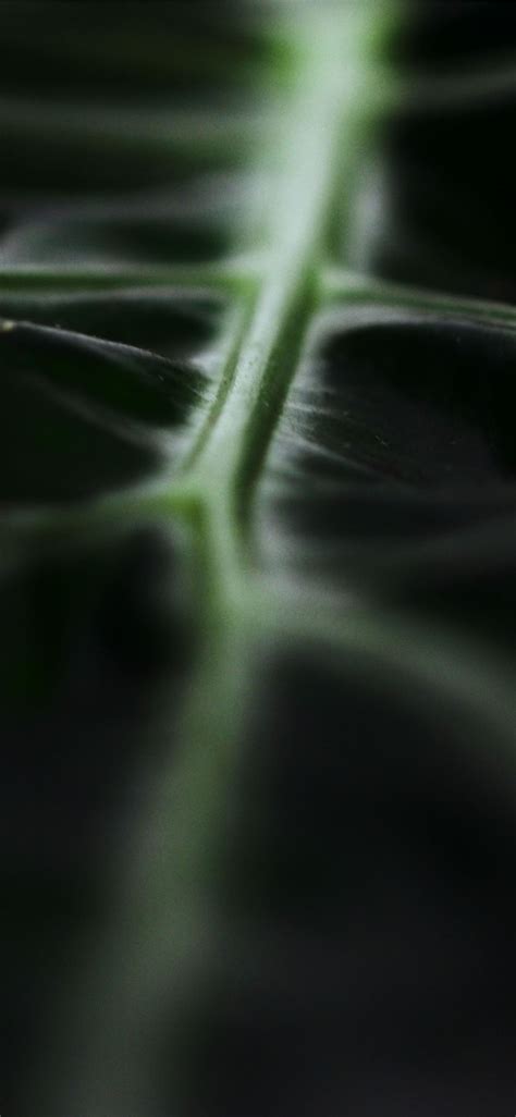 Macro Photography Of Green Leaf Iphone X Wallpapers Free Download
