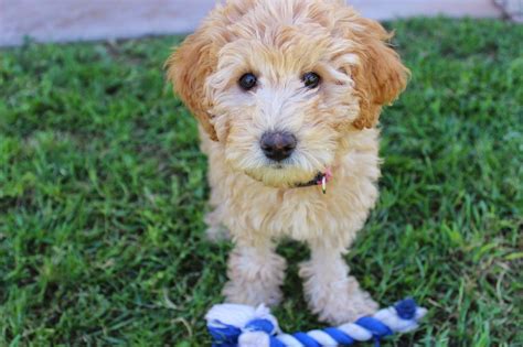 We did not find results for: Great Debate: The creator of the Labradoodle says he regrets creating the breed - but should he ...