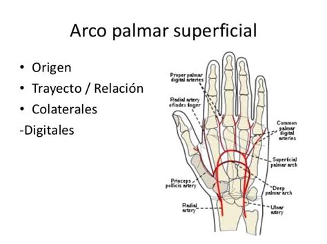 Arterias Del Antebrazo Y La Mano