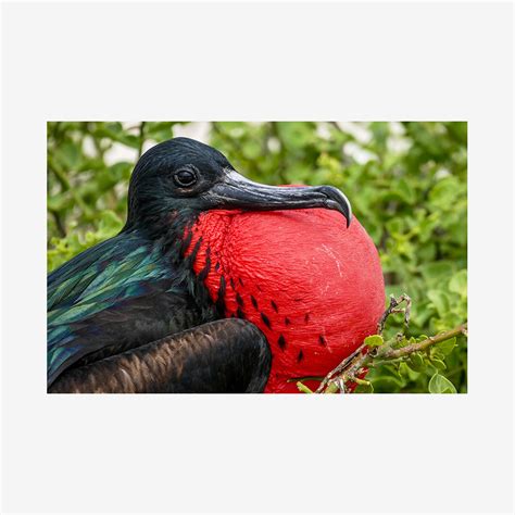 Frigate Bird Galápagos Islands Art Of Facts Photography By Jodi Budin