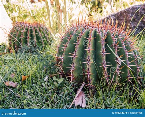 Round Cactus In A Garden Stock Photo Image Of Cacti 108764374