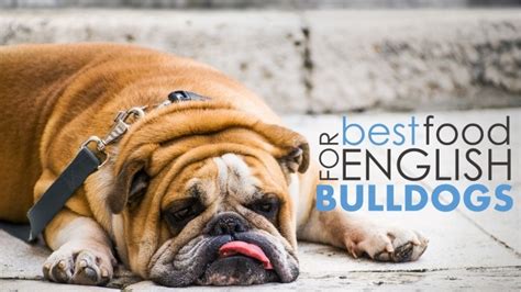 However, our five top choices will give you a. Best Dog Food for English Bulldogs: 5 Great Options & 1 Bad