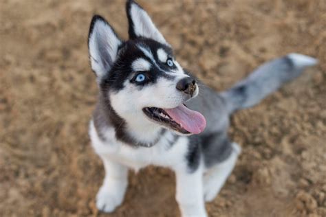 The husky lab mix is a cross between two of america's favorite dog breeds; 8 Amazing Tips on Training a Husky Puppy - Alpha Trained Dog