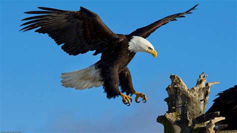 6 Increíbles Fotos De águilas Descargar Imágenes Gratis
