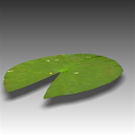 Water Lily Leaf Obj