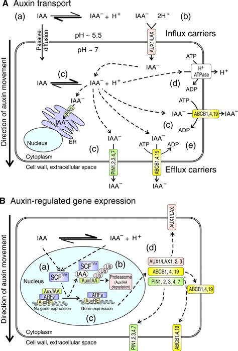 Polar Auxin Transport ~ Everything You Need To Know With Photos Videos