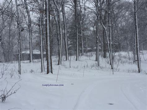 Minnesota Winter Trees Simply Norma