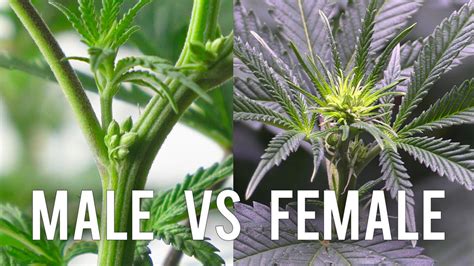 Sexing Your Cannabis Plant Male Vs Female