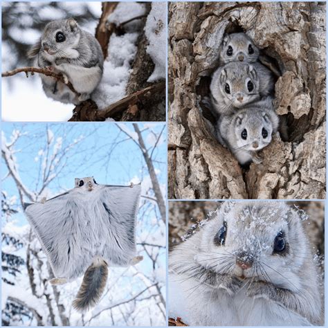Siberian Flying Squirrels Are The Only Flying Squirrel Species In