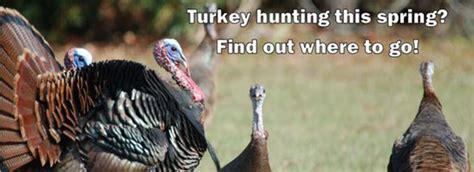 Turkey Hunting Tips From Fwc Florida Sportsman