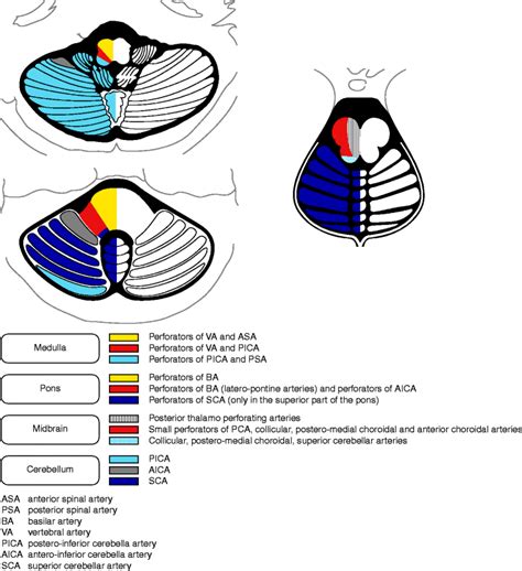 Vascular Territories Springerlink