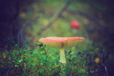 The Magic Of Mushrooms And The Power Of Nature — Amanda Ryder Nutrition