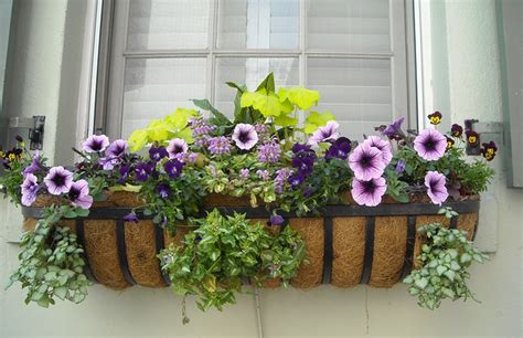 Choosing The Best Flowers For Your Window Boxes