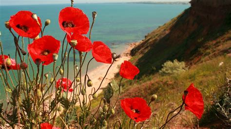 Flowers Beautiful Slope Lovely Shore Pretty Coastline