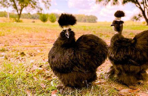10 Fancy Chickens That Go Viral On Social Media Chicken Fans