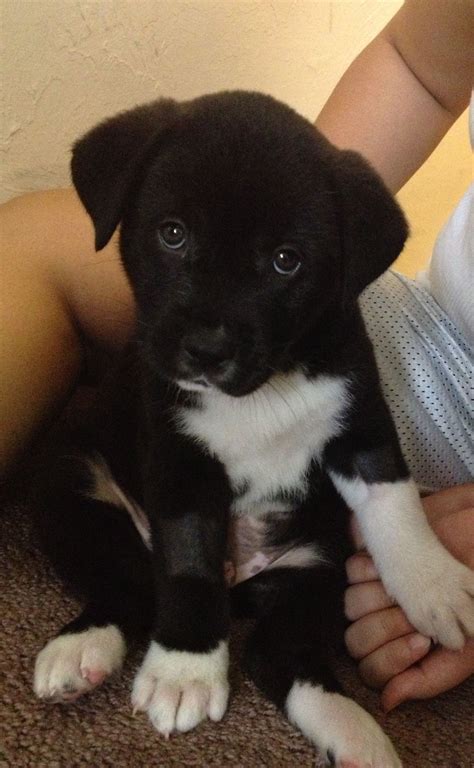 Lap laser applications asia pacific pte. lab husky mix! love of my life | Really cute dogs, Super ...