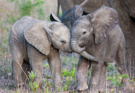 Baby Elephants Playing Photos Stock Photos Pictures And Royalty Free