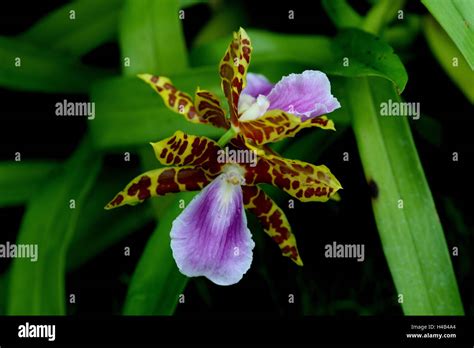 Orchid Blossom Miltonia Clowesii Stock Photo Alamy