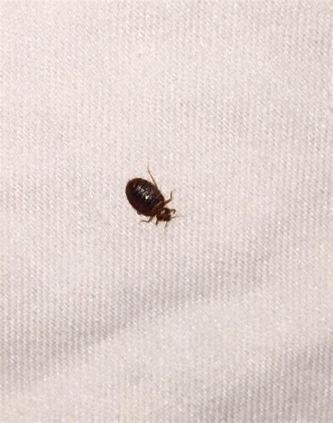 Help Id Hotel Says Carpet Beetle Looks Like Bed But To Me Spoke With