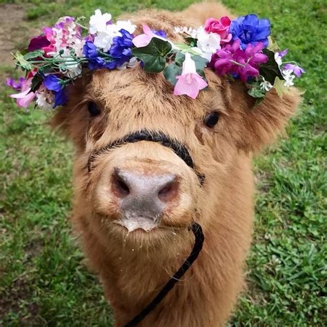 Pin By Maz Dave On Animals Fluffy Cows Cute Baby Cow Cow