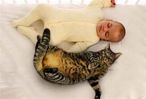 40 Fotos Extraordinárias De Gatos E Bebés With Images Cat Sleeping