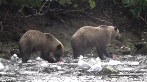 Bear Viewing On Chichagof Island Alaska Youtube