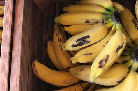 Apple Bananas Will Change the Way You Think About Bananas | MyRecipes