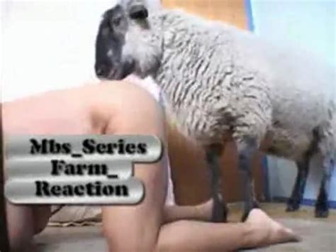 Sheep Fucking Large Breasted Woman