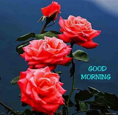 55 Good Morning Rose Flowers Images Pictures With Romantic Red Roses