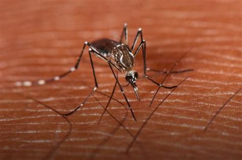 Mosquitos Transmisores De Dengue ¿cómo Identificarlos El Sol De