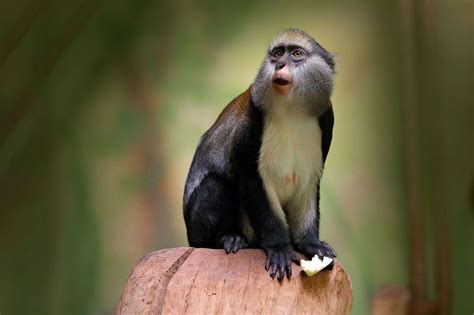 Get Small Monkey Breeds Pets Wayangpetscom